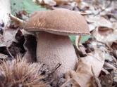I funghi del genere Boletus