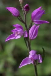 Orchidee e biodiversità
