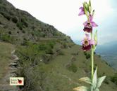 Sabato 26 maggio Mompantero "Le orchidee delle oasi xerotermiche della Valle di Susa"