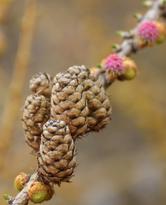 I fiori non fiori delle conifere