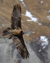 Come riconoscere un gipeto in volo?