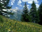 26 luglio: I Segreti del Bosco Vecchio