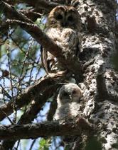 Cos'è la Biodiversità?