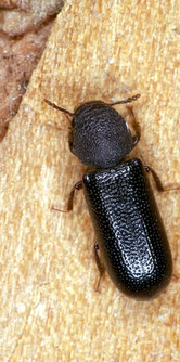 Scoperta in Valle di Susa una nuova specie da proteggere a livello nazionale ai sensi della Direttiva Habitat