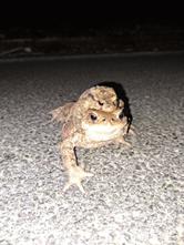 Dimorfismo sessuale negli anfibi