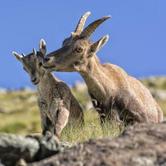 Liberi sui monti: incontri ravvicinati con la fauna alpina - Mostra fotografica