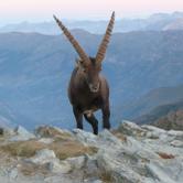 Domenica 5 agosto - Pragelato "Nuove frontiere per la fauna del Parco Dai censimenti ai collari satellitari"