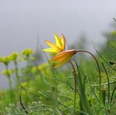 Fioritura di Tulipa australis in Val Troncea