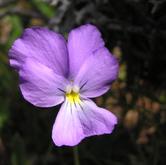 17 giugno 2017 -escursione Andar per fiori e erbe