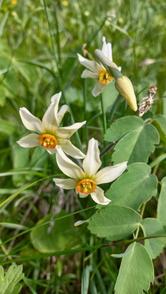 Narciso dal profumo inebriante