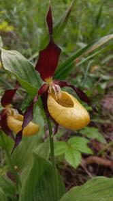 Orchidee: aiuto reciproco e inganno!