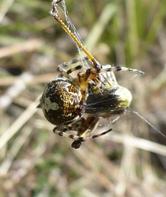 Aculepeira ceropegia