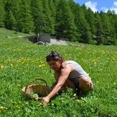 11 maggio a Salbertrand lezione sulle piante officinali con la tutor francese