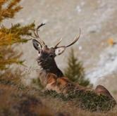Sabato 29 settembre - Usseaux: Il bramito del cervo