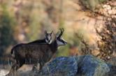 Il censimento al camoscio nei Parchi Alpi Cozie