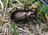 Carabus (Orinocarabus) fairmairei subsp. fenestrellanus Beuthin, 1899
