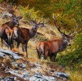 Sabato 6 ottobre - Salbertrand: Il bramito del cervo