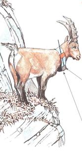 progetto lemed ibex
