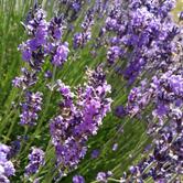 Fioritura di lavanda nelle Oasi Xerotermiche della Valle di Susa