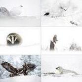 Dal 28 dicembre al 3 marzo - a Pragelato, Mostra "natura in bianco"