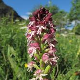Domenica 12 agosto - Pragelato "L'orchidea fiore degli dei"