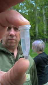 Zecche: sono le ninfe le più pericolose