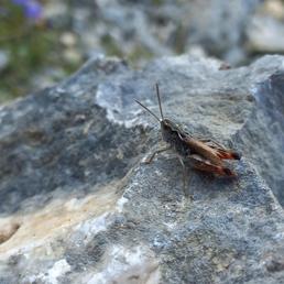 Cortippo di Conca Cialancia