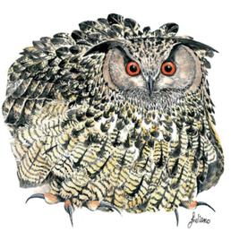 Il gufo reale ha le orecchie?