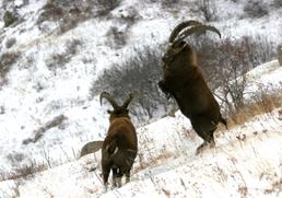 Stambecco (Capra ibex)