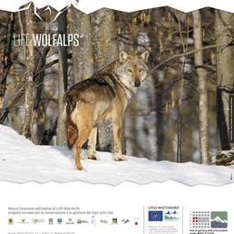 Progetto Life Wolfalps