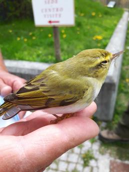 Luì grosso (Phylloscopus trochilus)