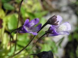 Pinguicola vulgaris: pianta carnivora!