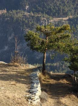 Il pino silvestre
