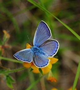 Farfalla del genere Polyommatus