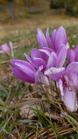 Attenzione al Colchicum autumnale: il falso zafferano