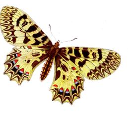 Zerynthia polyxena