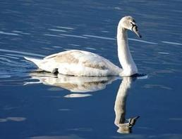 Cigno reale