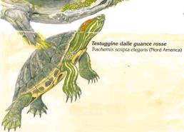 Specie invasive: Trachemys scripta