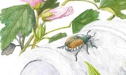 Popillia japonica, il vorace scarabeo giapponese