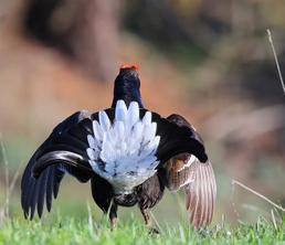 Parcopedia: Il fagiano di monte