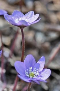 Anemone epatica