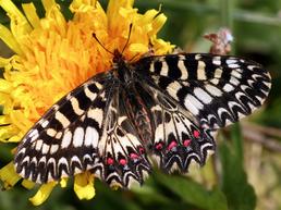 Zerynthia polyxena
