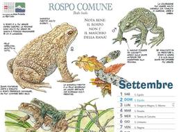 Il rospo comune: Testi e immagini tratte dal calendario 2018 dei Parchi Alpi Cozie