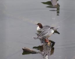Lo smergo maggiore (Mergus merganser)
