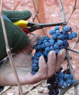 Il vino del ghiaccio