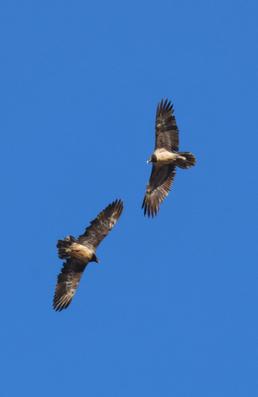 Il gipeto sulle Alpi: stima della popolazione