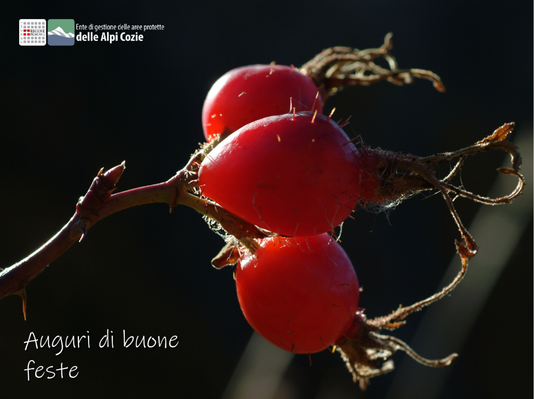 Auguri di Buone Feste dai Parchi delle Alpi Cozie