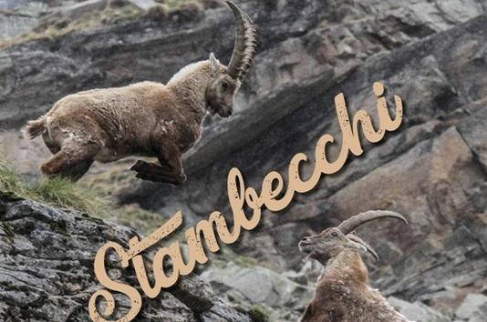 Calendario 2019: Stambecchi