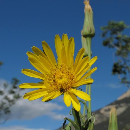 Domenica 16 giugno FotoImparando nel Parco - Primo appuntamento "I Fiori"