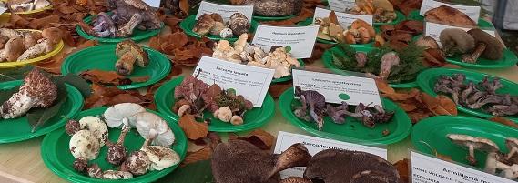 Esposizione funghi Fiera Franca 2021